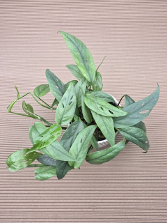 Epipremnum Cebu Blue