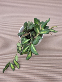 Hoya Burtoniae 9 cm