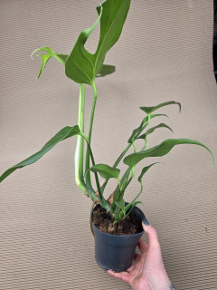Monstera Burble Marx Flame