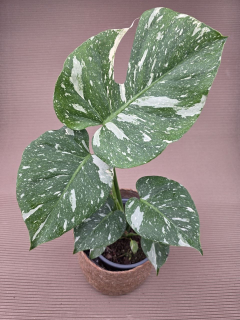 Monstera Thai Constellation XL