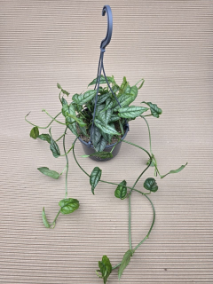 Monstera Siltepecana závěs