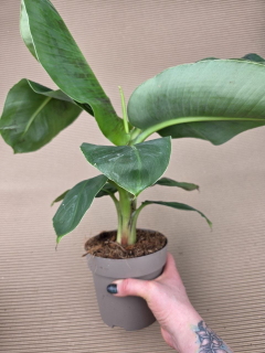 Musa Tropicana 14 cm