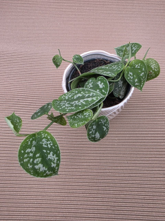 Scindapsus Pictus 'Argyraeus'