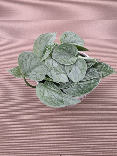 Scindapsus Pictus Silvery Ann 11 cm