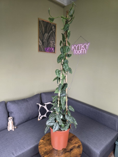 Scindapsus Pictus 'Argyraeus' 150 cm