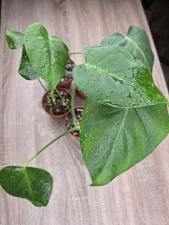 PORODNICE Monstera delicious