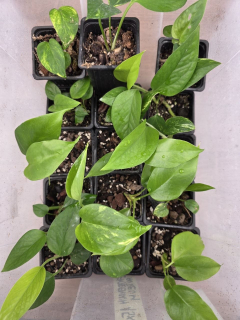 PORODNICE Epipremnum Auerum