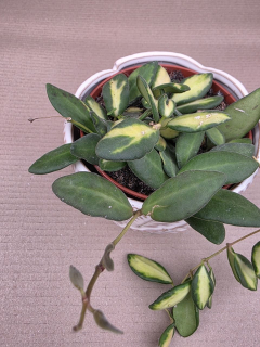 Hoya Burtoniae 12 cm 