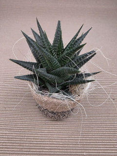 Haworthia v dárkovém obalu