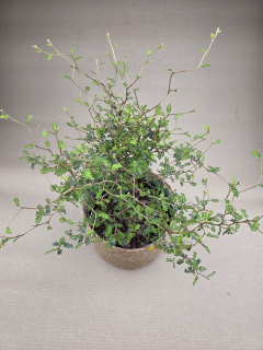 Sophora Prostrata Little 