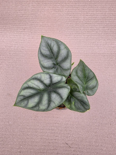 Alocasia Silver Dragon