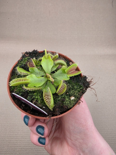 Masožravka Dionaea Muscipula