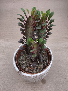 Euphorbia Trig Rubra