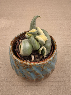 Hoya carnosa Compacta Variegata mini