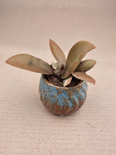 Kalanchoe Oryalis mini
