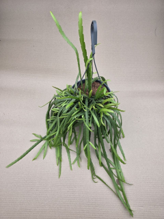 Lepismium Bolivianum závěs
