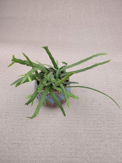 Lepismium Bolivianum mini