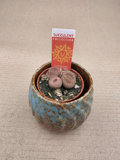 Lithops Leslei sukulent