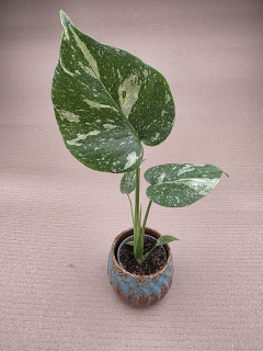 Monstera Thai Constellation mini