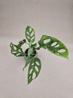 Monstera Adansonii Monkey Mask 5 cm