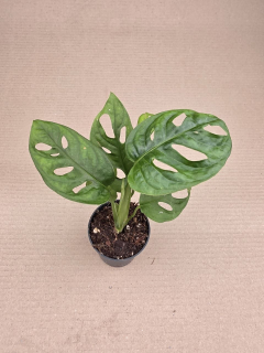 Monstera Adansonii Monkey Leaf 7 cm