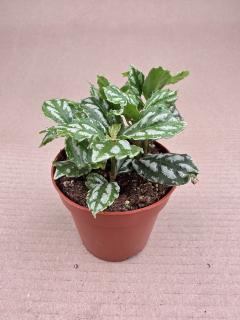 Pilea Cadierei