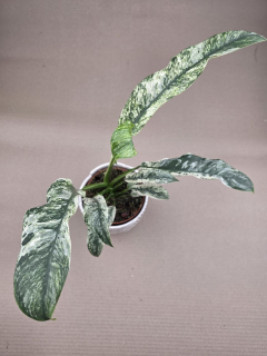 Rhapidophora Puberula, raritka