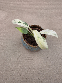 Rhapidophora Puberula MINI