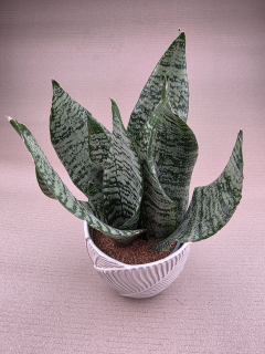 Sansevieria Black Coral 12 cm
