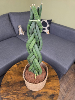 Sansevieria Cylindrica cop XXL