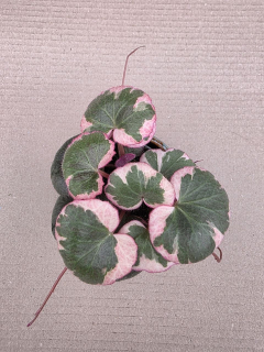 Saxifraga stolonifera 