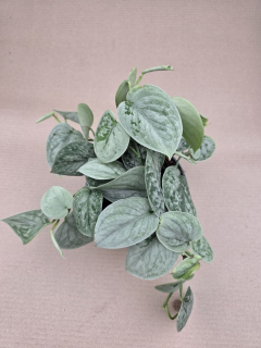 Scindapsus Pictus Silvery Ann 14 cm