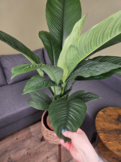 Spathiphyllum Sensation XXL