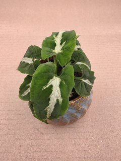 Syngonium New Dew