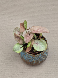 Syngonium Pink