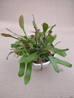 Rhipsalis Red Coral 12 cm