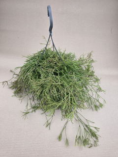 Rhipsalis Baciferra Oasis ávěs