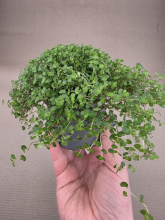Soleirolia soleirolii tmavá menší