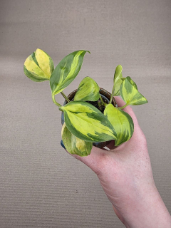 Philodendron hederaceum Brasil mini