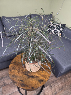 Dizygotheca elegantissima