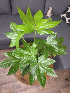 Fatsia Japonica 