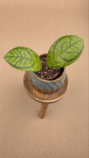 Hoya Ranauensis mini