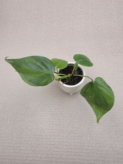 Philodendron Scandens mini