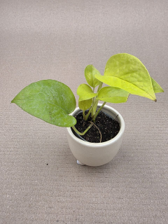 Epipremnum Pinnatum Golden Pothos mini