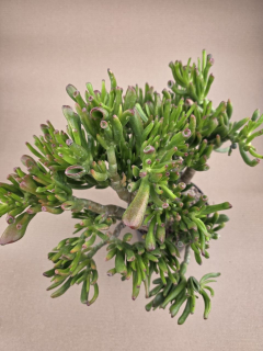 Crassula hobbit XXL již přesazená
