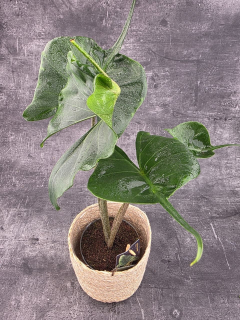 Alocasia Macrorrhiza