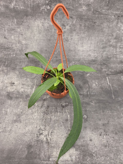 Anthu Vittarifolium
