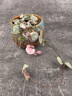 Ceropegia Woodii mini růžová