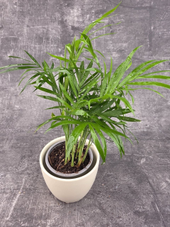 Chamedorea Elegans 