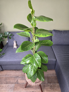 Ficus Altissima Yellow